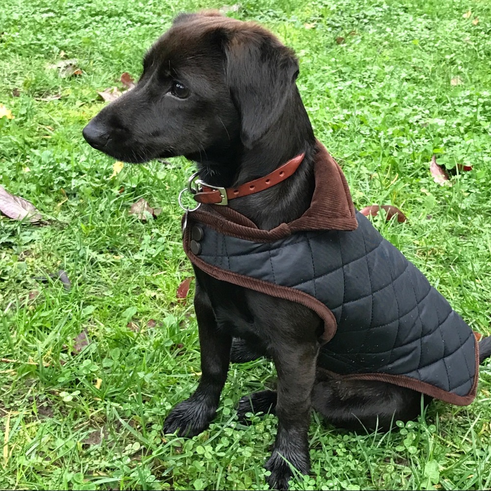 Tanner & Dash Dog Coat